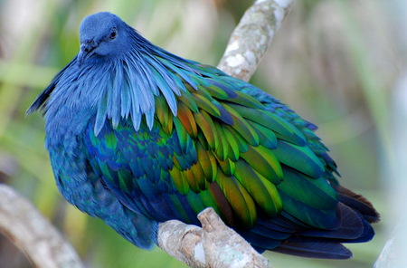 All dressed up - feathers, blue, orange, green, colors, bird