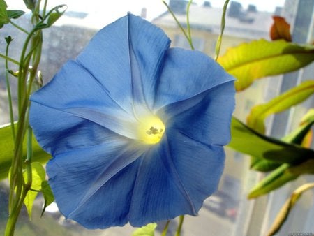 Morning Glory - shine, morning, light, glory, sun, blue