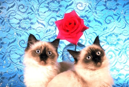 affectionate kittys - rose, white, feline, natural