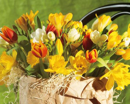 spring flowers - red, tulips, beautiful, yellow, fresiae, white, spring flowers, daffodils, arrangement