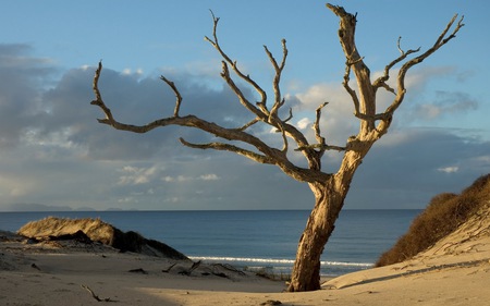 The guard - clouds, guard, branches, dunes, oceans, water, blue, beach, naked, sand, tree, nature, cliff, sky