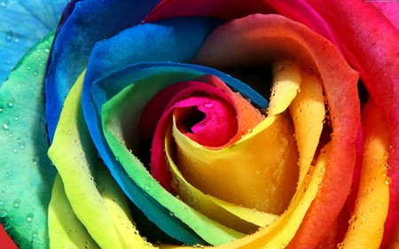 unforgettable rose - raindrops, yellow, blue, beautiful, alone, closeup, fullcolours, red, green, rose