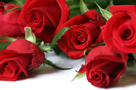 roses - elegantly, roses, beautiful, photography, photo, cool, flower, gentle, bouquet, harmony, flowers, red, rose, nice