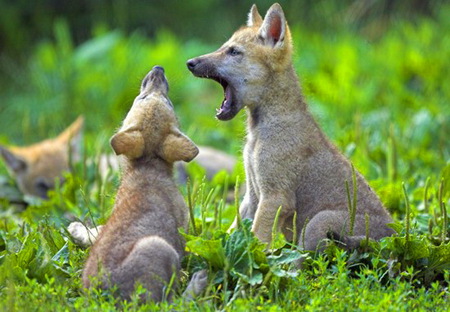 Rehearsal - cubs, grass, forest, howling, wolves