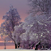 Frozen beauty