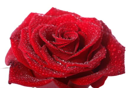 rose - red, flower, rose, cool, beautiful, photo, harmony, drops, nice, elegantly, photography, wet