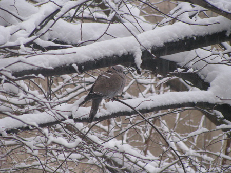 winter - winter, iarna, bird, snow