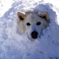 Snow Fun