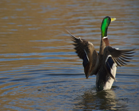 Spreading wings - bird, duck, animal, water, nature, spreading, wings, lake