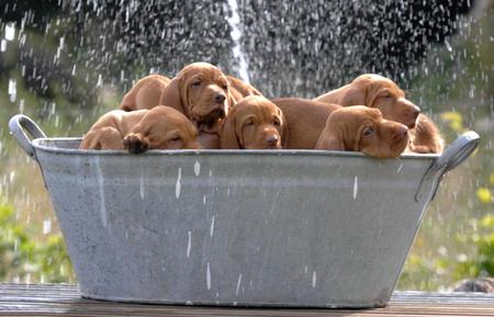 It's bath time! - brown, animals, dogs, water, puppies, bath, nature