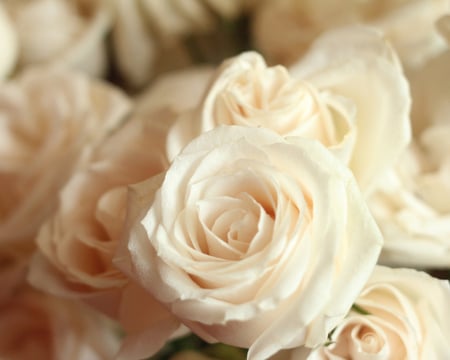 Beautiful roses - flowers, white, roses, beauty