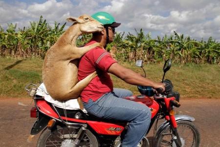 Goat on Bike - on bike, picture, funny, goat