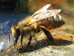 Drinking Bee