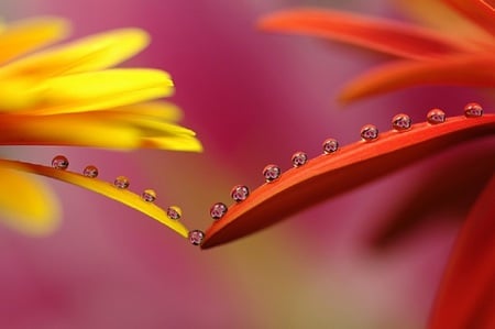 pure beauty for my sweet friend ramyadevims - hot, drizzle, yellow, colorful, orange, rose, pure, drops