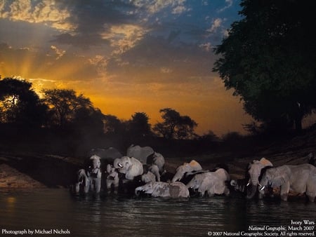 Dusk Drinking - sky, dusk, water, grey, elephants