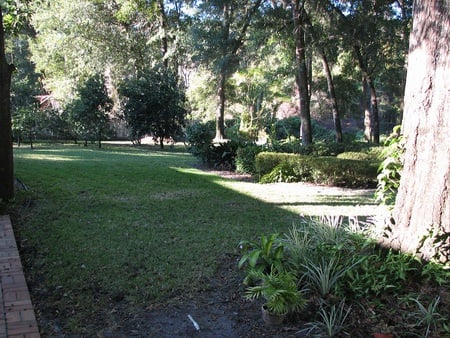 backyard woods - nature, quiet, trees, peaceful, plants, grass