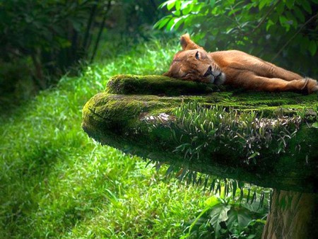 Lioness in Green - beautiful, in green, lioness, picture