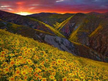 Wild Flowers - picture, wild, beautiful, sunset, flowers, mountains