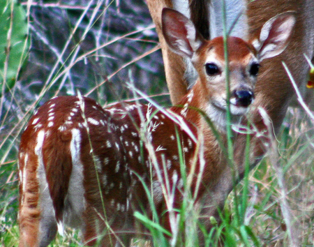 beautiful fawn - fawn, nature, beautiful, forest, wild