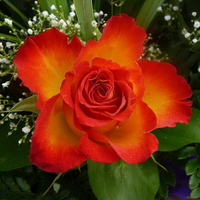 Beautiful rose