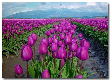 tulipscape - nature, fields, purple, landscape, tulips