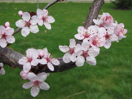 Cherry Blossom - branch, nature, cherry blossom, spring, grass