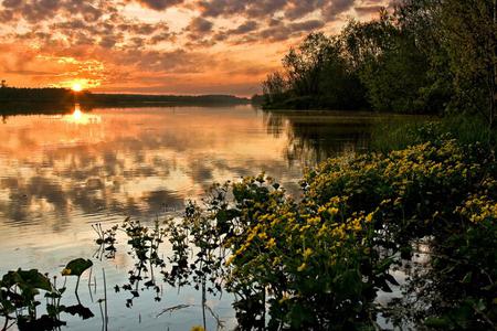 sunset reflection - lake, yellow, reflection, orange sky, beautiful, greens, sunset, wildflowers