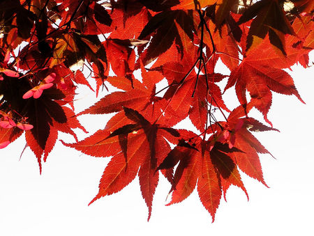 Japanese Red Maple - red, maple, leaves, trees, nature, japanese