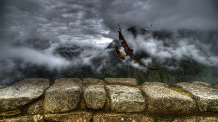 free bird - animal, bird, water, wild, wet, ocean, nature