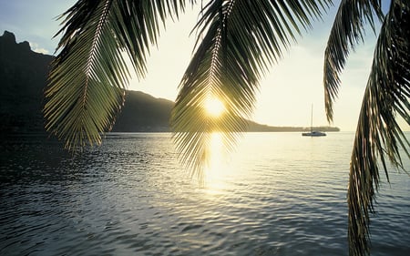 serene sunshine - trees, nature, beach, sun