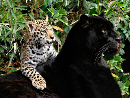 Jaguar and Cub - ears, jaguar, leaves, cat, fur, kitten, feline, whiskers, spots