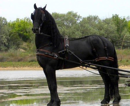 Smartly Harnessed - horses, dutch, friesland, friesian, black