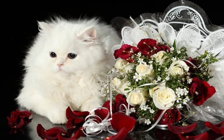 white kitty - white, flowers, xmas, cat