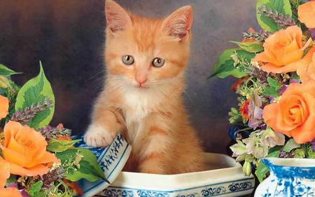 orange kitty - flowers, basket, blue eyes, kitty