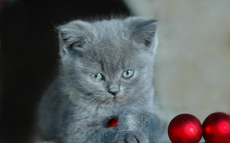 gray beauty - bulbs xmas, gray, kitten, red