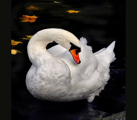 Beauty on black - bird, white, black background, swan, beauty, leaves