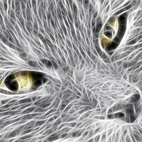3d cat