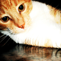 Ginger Cat