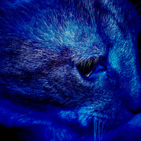 Cat in blue