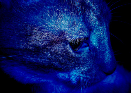 Cat in blue - cat, blue, cats, kitty