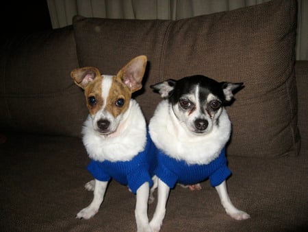 New Sweaters! - cute, adorable, puppy, chihuahua