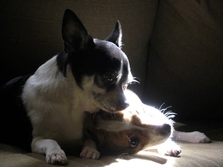 True Love! - chihuahua, adorable, cute, puppy