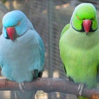 color birds