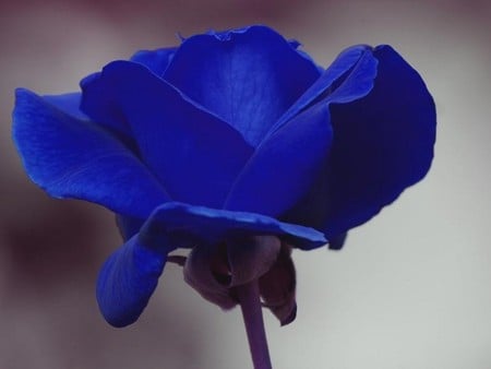 blue rose - nature, flowers, rose, blue