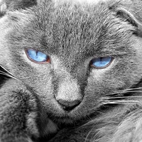 cat blue eyes