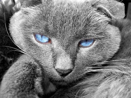 cat blue eyes - eyes, blue, animals, cat