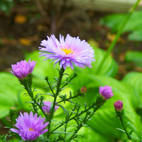 Purple flower 