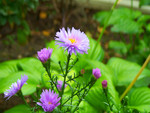 Purple flower 