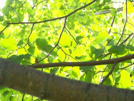 Tree canopy - birch, landscape, sunlight, bark, beautiful, leaves, tree, sin