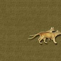 Thylacine (Tasmanian Wolf)